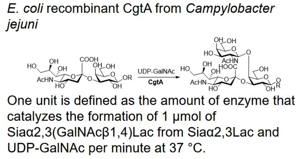 β-1,4-N-acetylgalactosaminyltransferase; CgtA